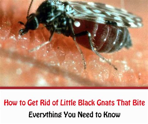 If you notice gnats around your kitchen sink or bathtub, pour a cup of diluted bleach down the drain to kill the gnats. . Biting gnats in house